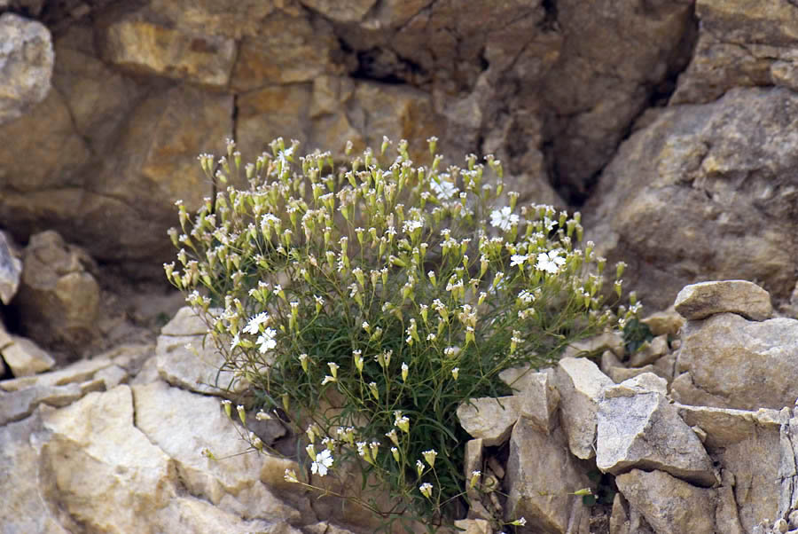 Silene pusilla / Silene piccola